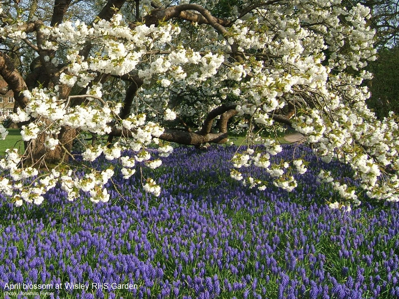 Georgeous Gardens of South East England January - April - South East ...